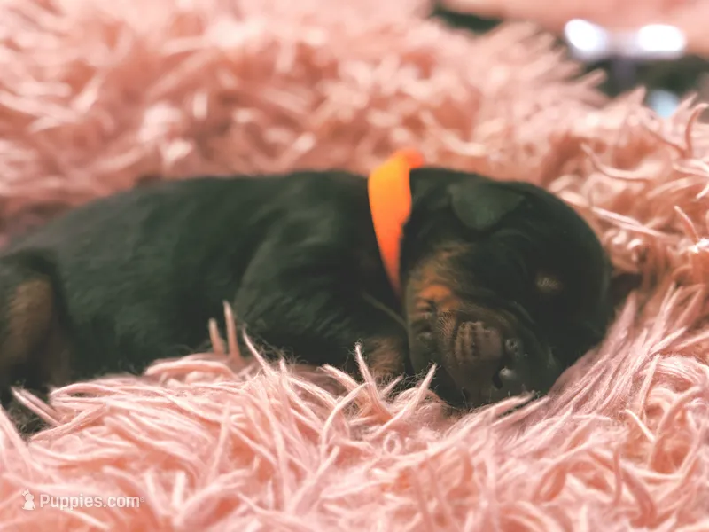 European Doberman Male (Orange Collar) – Doberman Pinscher puppy for sale in Ashland, KY