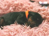 European Doberman Male (Orange Collar), a male Doberman Pinscher for sale in Ashland, KY – 1 of 9