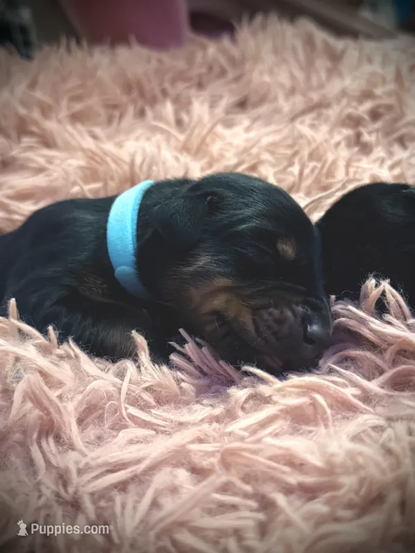 European Doberman Male (Blue Collar) – Doberman Pinscher puppy for sale in Ashland, KY