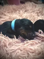 European Doberman Male (Blue Collar), a male Doberman Pinscher for sale in Ashland, KY – 1 of 4