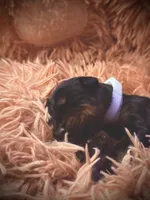 European Doberman Male (Gray Collar), a male Doberman Pinscher for sale in Ashland, KY – 2 of 4