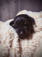European Doberman - Gray Collar, a male Doberman Pinscher for sale in Ashland, KY – 2 of 7