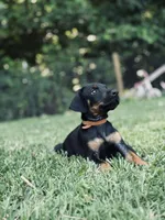 European Doberman - Brown Collar, a male Doberman Pinscher for sale in Ashland, KY – 5 of 5