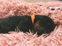 European Doberman Male (Orange Collar), a male Doberman Pinscher for sale in Ashland, KY – 4 of 9