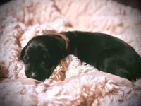 European Doberman - Brown Collar, a male Doberman Pinscher for sale in Ashland, KY – 5 of 9