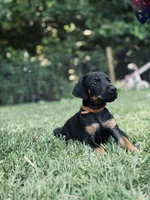 European Doberman - Brown Collar, a male Doberman Pinscher for sale in Ashland, KY – 3 of 5