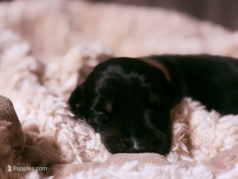 European Doberman - Brown Collar – Doberman Pinscher puppy for sale in Ashland, KY