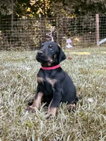 European Doberman - Red Collar, a male Doberman Pinscher for sale in Ashland, KY – 2 of 3