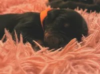 European Doberman Male (Orange Collar), a male Doberman Pinscher for sale in Ashland, KY – 9 of 9