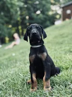 European Doberman - Gray Collar, a male Doberman Pinscher for sale in Ashland, KY – 4 of 5