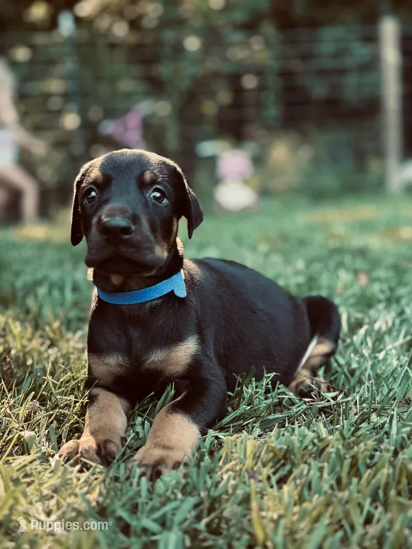 European Doberman - Blue Collar – Doberman Pinscher puppy on hold in Ashland, KY