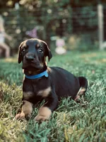 European Doberman - Blue Collar, a male Doberman Pinscher for sale in Ashland, KY – 1 of 3