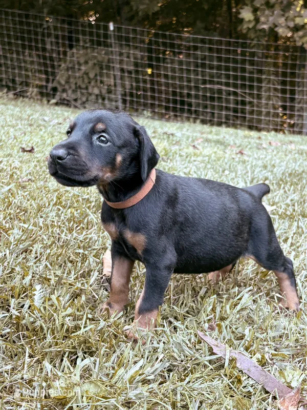 European Doberman - Brown Collar – Doberman Pinscher puppy for sale in Ashland, KY