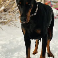 Kisha (European Doberman), a female Doberman Pinscher for sale in Ashland, KY – Photo 6 of 7