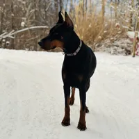 Kisha (European Doberman), a female Doberman Pinscher for sale in Ashland, KY – Photo 5 of 7