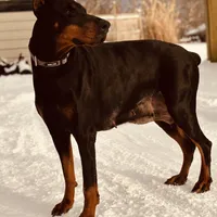 Kisha (European Doberman), a female Doberman Pinscher for sale in Ashland, KY – Photo 4 of 7