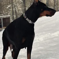 Kisha (European Doberman), a female Doberman Pinscher for sale in Ashland, KY – Photo 7 of 7