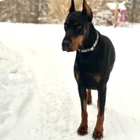 Kisha (European Doberman), a female Doberman Pinscher for sale in Ashland, KY – Photo 3 of 7