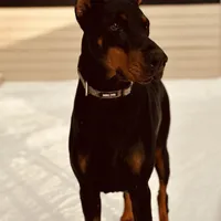 Kisha (European Doberman), a female Doberman Pinscher for sale in Ashland, KY – Photo 2 of 7