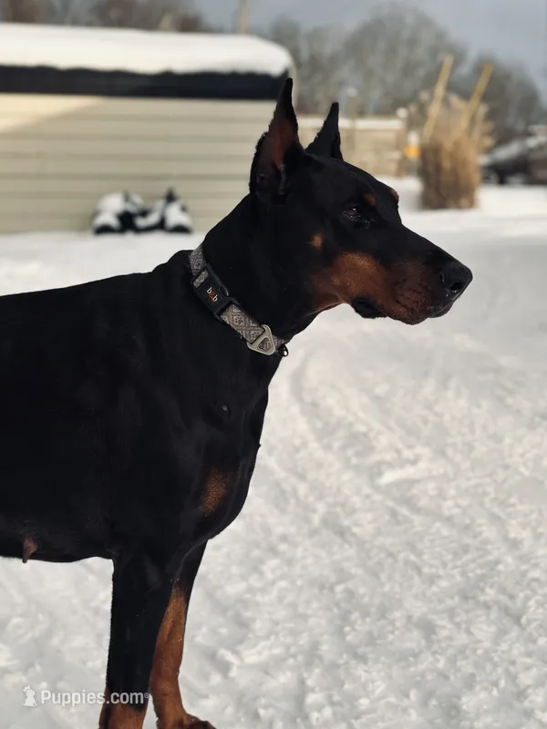 Kisha (European Doberman)