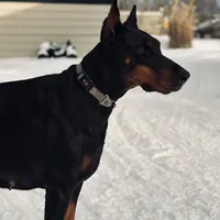 Kisha (European Doberman), a female Doberman Pinscher for sale in Ashland, KY – Photo 1 of 7