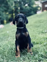 European Doberman - Gray Collar, a male Doberman Pinscher for sale in Ashland, KY – 1 of 5