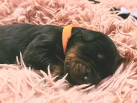 European Doberman Male (Orange Collar), a male Doberman Pinscher for sale in Ashland, KY – 7 of 9