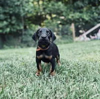 European Doberman - Brown Collar, a male Doberman Pinscher for sale in Ashland, KY – 2 of 5