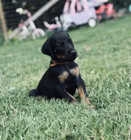 European Doberman - Brown Collar, a male Doberman Pinscher for sale in Ashland, KY – 4 of 5