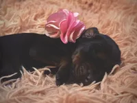 European Doberman Female (Pink Collar), a female Doberman Pinscher for sale in Ashland, KY – 3 of 4