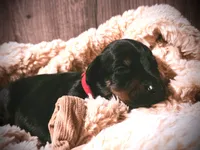 European Doberman - Red Collar, a male Doberman Pinscher for sale in Ashland, KY – 4 of 9