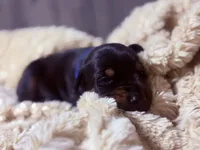 European Doberman - Blue Collar, a male Doberman Pinscher for sale in Ashland, KY – 5 of 7