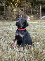 European Doberman - Red Collar, a male Doberman Pinscher for sale in Ashland, KY – 3 of 3