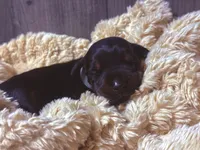 European Doberman - Gray Collar, a male Doberman Pinscher for sale in Ashland, KY – 6 of 7