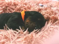 European Doberman Male (Orange Collar), a male Doberman Pinscher for sale in Ashland, KY – 5 of 9