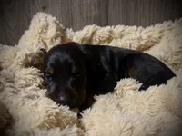 European Doberman - Red Collar, a male Doberman Pinscher for sale in Ashland, KY – 8 of 9