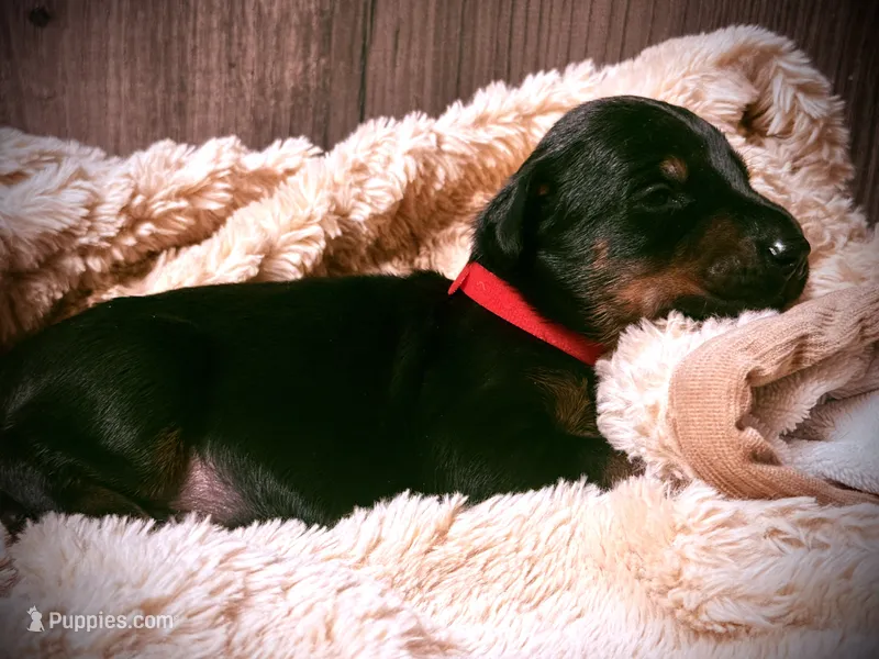 European Doberman - Red Collar – Doberman Pinscher puppy for sale in Ashland, KY