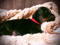 European Doberman - Red Collar, a male Doberman Pinscher for sale in Ashland, KY – 1 of 9