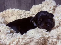 European Doberman - Gray Collar, a male Doberman Pinscher for sale in Ashland, KY – 5 of 7