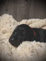 European Doberman - Red Collar, a male Doberman Pinscher for sale in Ashland, KY – 3 of 9
