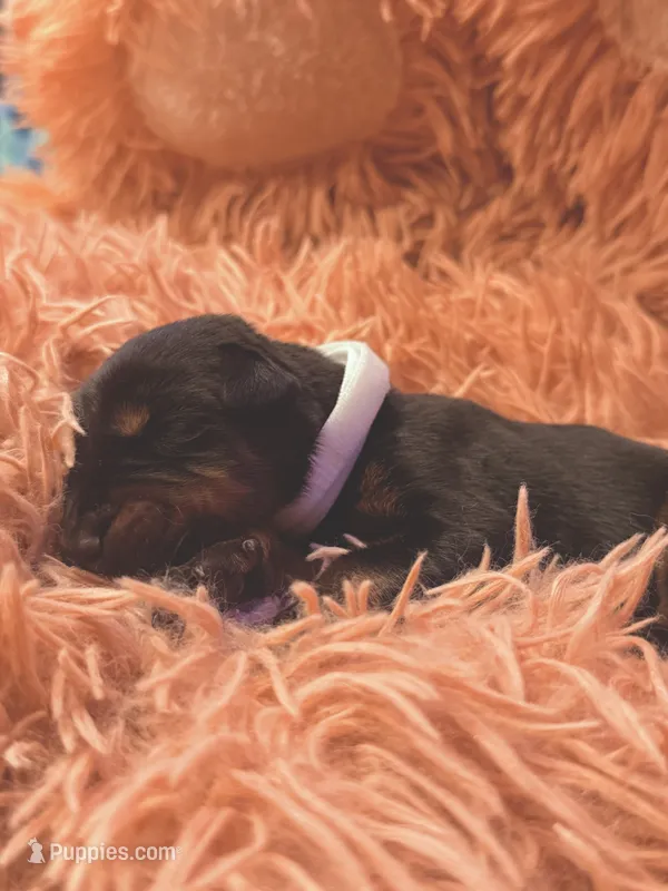 European Doberman Male (Gray Collar) – Doberman Pinscher puppy for sale in Ashland, KY