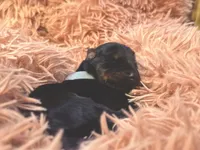 European Doberman Male (White Collar), a male Doberman Pinscher for sale in Ashland, KY – 5 of 5