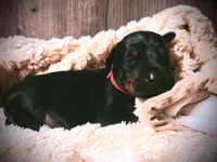 European Doberman - Red Collar, a male Doberman Pinscher for sale in Ashland, KY – 6 of 9