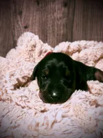 European Doberman - Red Collar, a male Doberman Pinscher for sale in Ashland, KY – 7 of 9
