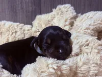 European Doberman - Gray Collar, a male Doberman Pinscher for sale in Ashland, KY – 7 of 7
