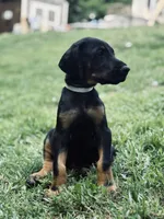 European Doberman - Gray Collar, a male Doberman Pinscher for sale in Ashland, KY – 5 of 5