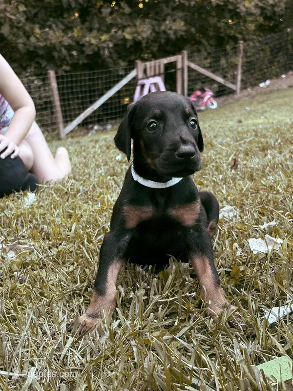 European Doberman - Gray Collar – Doberman Pinscher puppy for sale in Ashland, KY