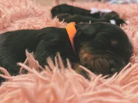 European Doberman Male (Orange Collar), a male Doberman Pinscher for sale in Ashland, KY – 8 of 9