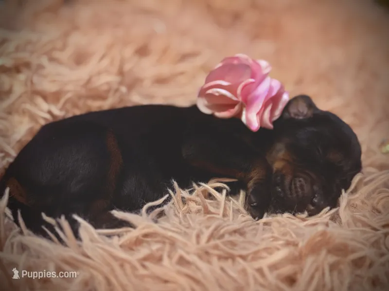 European Doberman Female (Pink Collar) – Doberman Pinscher puppy for sale in Ashland, KY