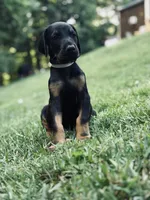 European Doberman - Gray Collar, a male Doberman Pinscher for sale in Ashland, KY – 2 of 5